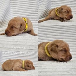 Sorcha - Yellow Collar - Yellow female Labrador Retriever puppy in Boyd, Minnesota from Lindley Labradors
