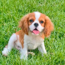 Buddy - Blenheim male Cavalier King Charles Spaniel puppy in Diberville, Mississippi from Sophie’s AKC Cavaliers