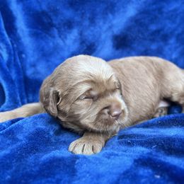 Caramel Girl - Caramel female Australian Labradoodle puppy in Hartshorne, Oklahoma from Jena Edmond