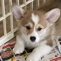 Red Girl #2 - Red Pembroke Welsh Corgi puppy in Frostburg, Maryland from Mountain Maryland Corgis