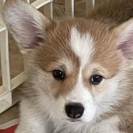 Red Girl #2 - Red Pembroke Welsh Corgi puppy in Frostburg, Maryland from Mountain Maryland Corgis
