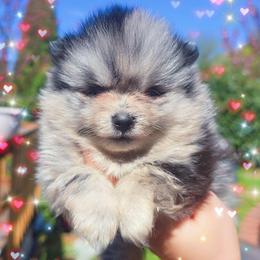Merle F2 - Blue merle female Pomeranian puppy in Albany, Oregon from Purrs N Poms