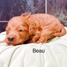 Beau - Apricot male Goldendoodle puppy in Pasco, Washington from Camp Doodle Woods