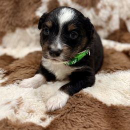Green collar - Black tri male Miniature Australian Shepherd puppy in 32046, Florida from River Hill Ranch