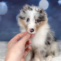 Hero - Shetland Sheepdog puppy in Elk, Washington from Asgard Shetland Sheepdogs