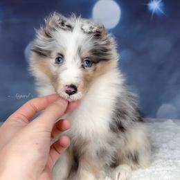Hero - Shetland Sheepdog puppy in Elk, Washington from Asgard Shetland Sheepdogs