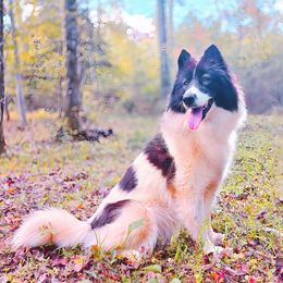 Kana - Native American Indian Dog