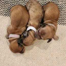 Dachshund Puppies from Dogwood Acre Dachshunds