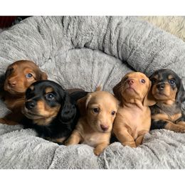 Dachshund Puppies from JnA Dachshunds