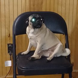 Hannah - Pug