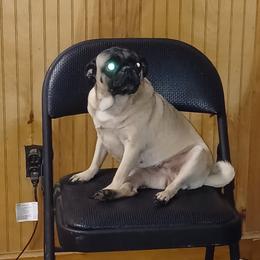 Hannah - Pug
