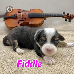 Fiddle - Brown and white female Bernedoodle puppy in Banner Elk, North Carolina from Walnut Tree Bernedoodles