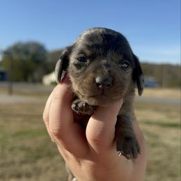 Willow - Dapple female Dachshund puppy in Mc Alester, Ok, Oklahoma from New Hope Miniature Dachshunds