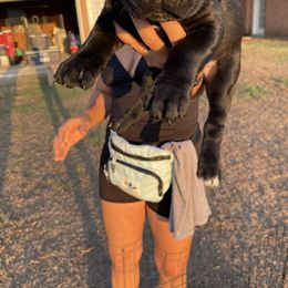 Boy 5 - Cane Corso puppy in Weimar, Texas from Cane Corso Authority