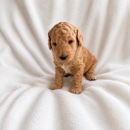 Cashmere - Apricot male Goldendoodle puppy in Glendale, Arizona from CocoLove Doodles