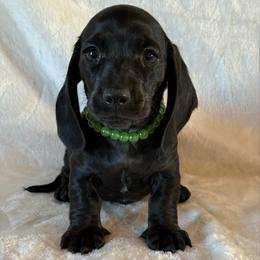 Bowie - Black male Dachshund puppy in Lincoln, Arkansas from Red Dirt Dachshunds