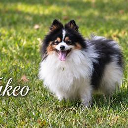 Takeo - Black and tan parti male Pomeranian puppy in Cleveland, Georgia from Sourpatch Pomeranians