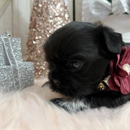 Gretel - Black and white female Shih Tzu puppy in Glens Falls, New York from Shih Tzus N Giggles