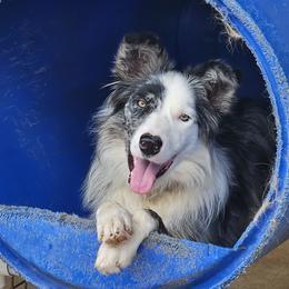Shyne - Border Collie