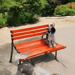 Chinese Crested Puppies from Velvet Cresteds