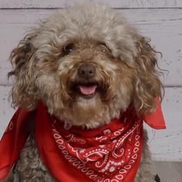 Mocha - Poodle