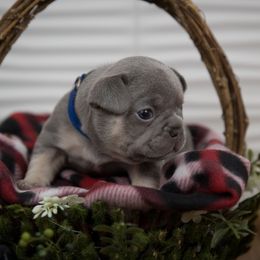 Boy 1 - Tricolors French Bulldog puppy in West Bloomfield, Michigan from Bully Snob