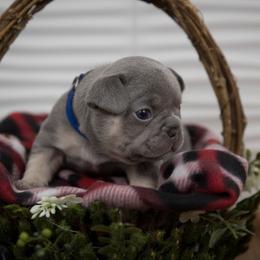 Boy 1 - Tricolors French Bulldog puppy in West Bloomfield, Michigan from Bully Snob