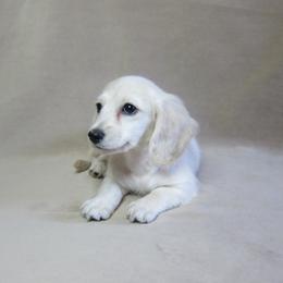Sugar - Cream female Dachshund puppy in Pana, Illinois from Doxie Waggin Tails