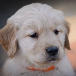 Golden Retriever Puppies from AmazingK9s
