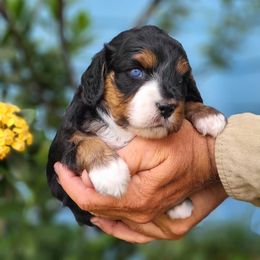 Aussiedoodle and Australian Mountain Doodle Puppies from Jagged Oaks Farm