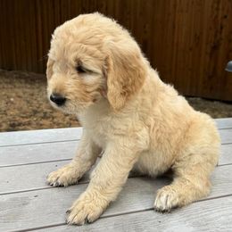 Goldendoodles from Nala’s Pride
