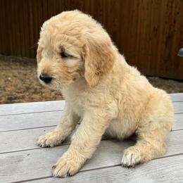 Goldendoodles from Nala’s Pride