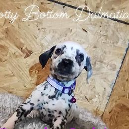Girl Suki Purple - White and black Dalmatian puppy in Thayer, Missouri from Spotty Bottom Dalmatians