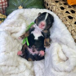 Tricolor male - Tri-color male Bernedoodle puppy in Crete, Illinois from Plum Valley Pups