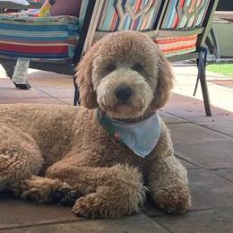 Goldendoodle All Grown Up from Island Doodle Co. - Goldendoodles Raised with Love
