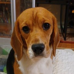 Holly - Beagle