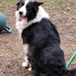 Border Collies and Pembroke Welsh Corgis from Kickin It Acres BCs