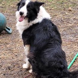 Border Collies and Pembroke Welsh Corgis from Kickin It Acres BCs