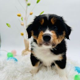 Rocco - Black tri-color Australian Shepherd puppy in Vista, California from Cummings Family Aussies