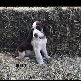 English Springer Spaniel Puppies from Georgia's Springers