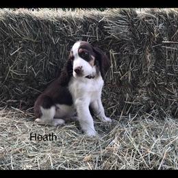 English Springer Spaniel Puppies from Georgia's Springers