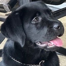 Labrador Retrievers from Tru-Heart Labradors, LLC