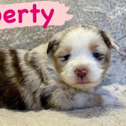 Liberty - Red merle female Miniature Australian Shepherd puppy in South Central, Pennsylvania from Windy Hills Mini Aussies & Doodles