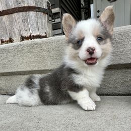 Sully - Blue merle and white American Corgi puppy in Oxford, Iowa from Kati Burns