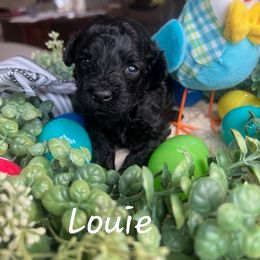 Poodle Puppies from Lone Cedar Kennel