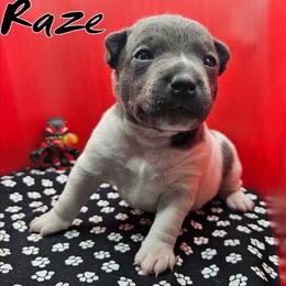 Raze - White and blue male Rat Terrier puppy in Lynn, Alabama from Cryptic Rat Terriers