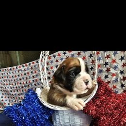 Boxer and Shih Tzu Puppies from L&L European Boxers and Shih Tzus