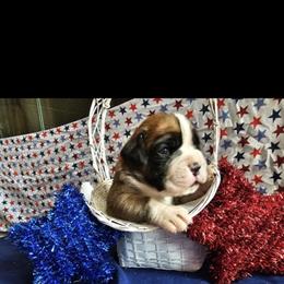 Boxer and Shih Tzu Puppies from L&L European Boxers and Shih Tzus