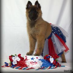 Belgian Tervuren Puppies from Kanna Belgian Tervuren