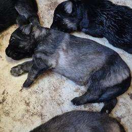 Girl 4 - Sable female German Shepherd puppy in Lake George, Colorado from High Country German Shepherds
